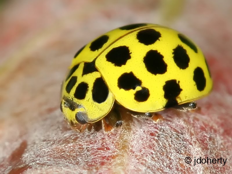 20 kinds of ladyBirds Weird and wonderful news library