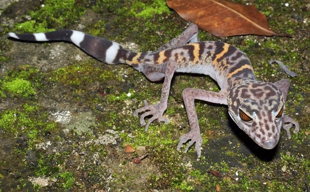 leopard-gecko-and-bearded-dragon-6