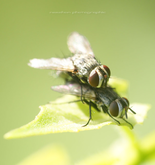 Dragonflies+mating+heart+shape