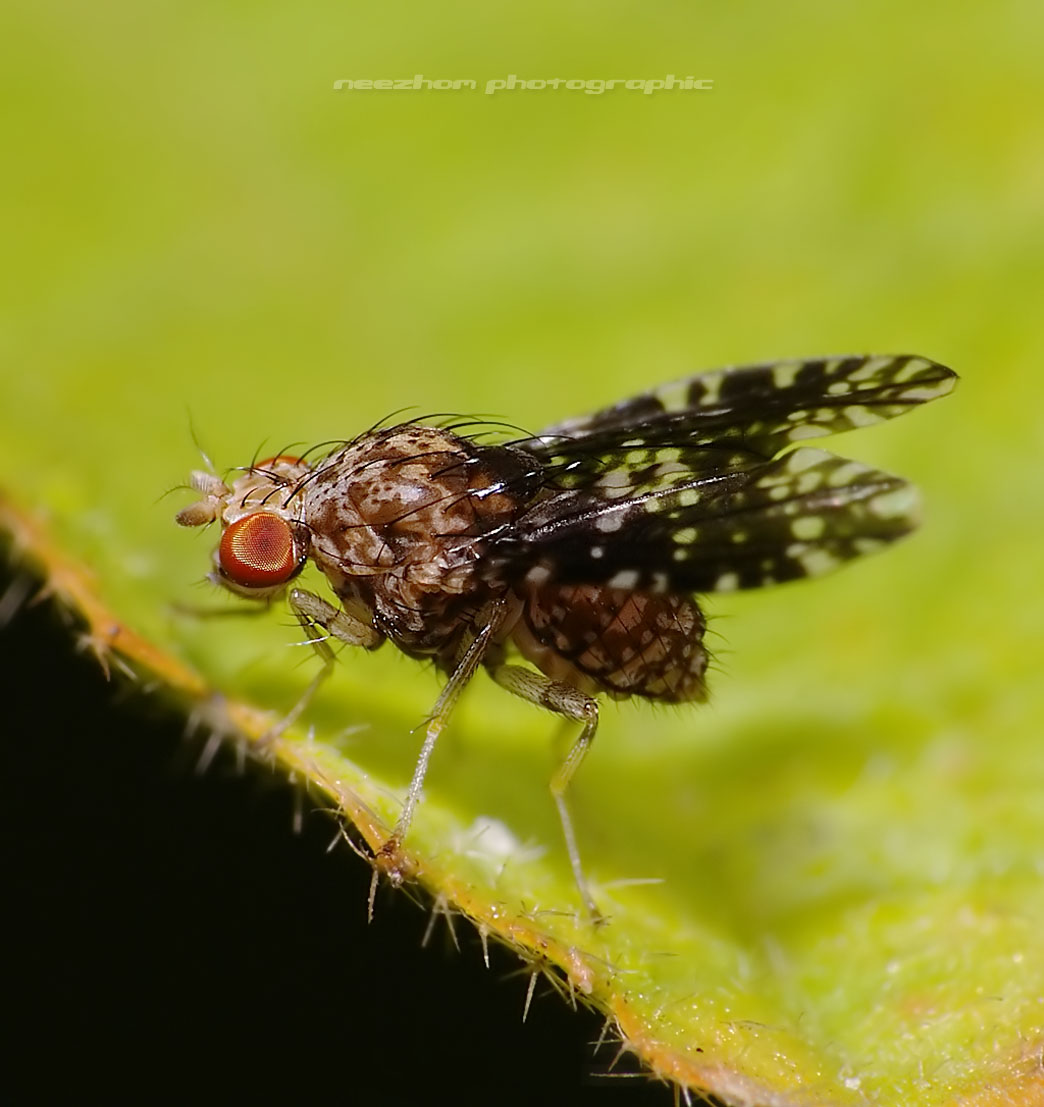 Collection 92+ Pictures Show Me A Picture Of A Fruit Fly Superb 10/2023