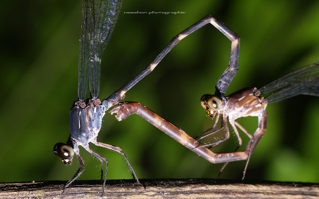 damselfly mating / make love