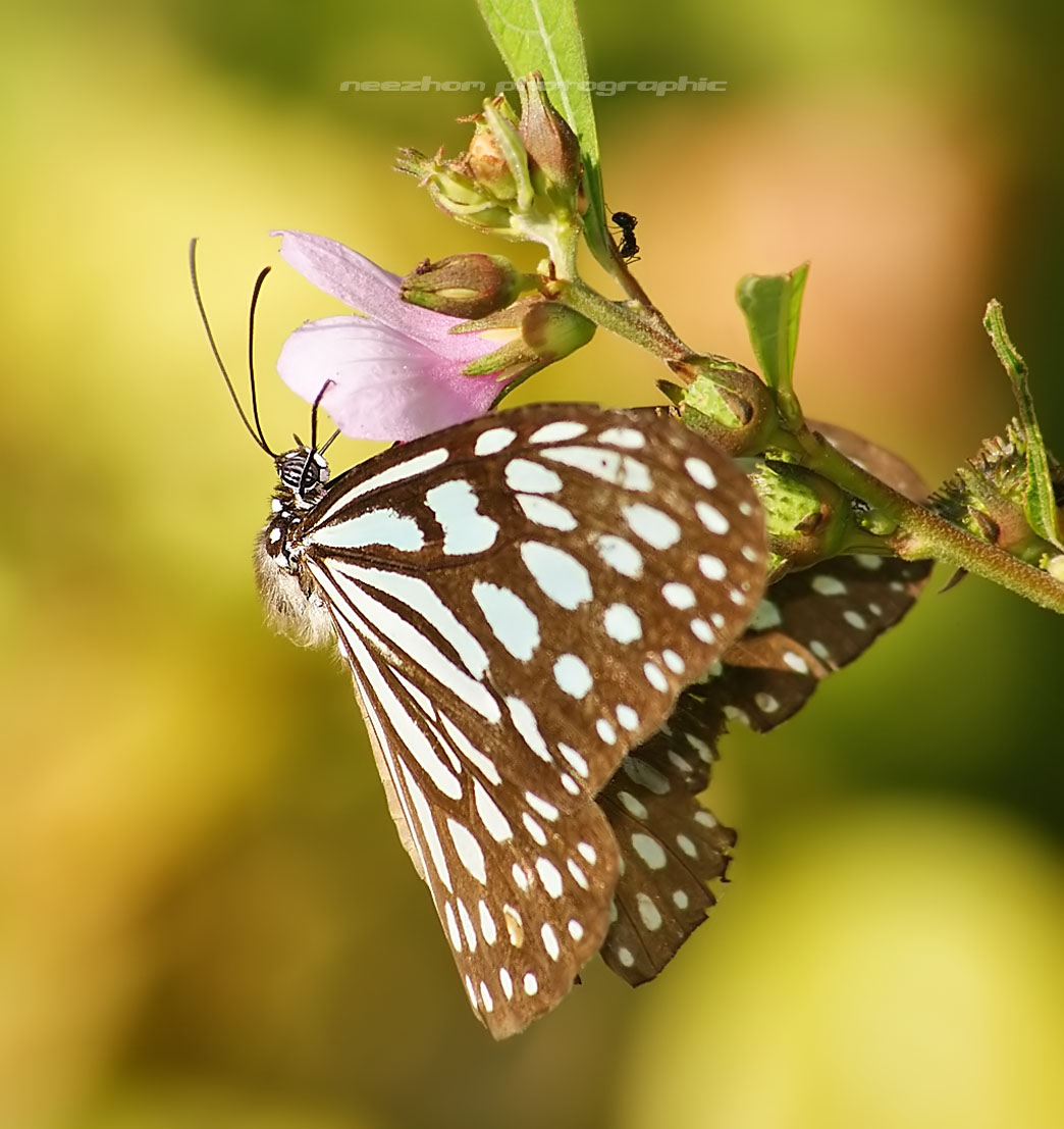 Brown with white dots Butterfly - Neezhom Photomalaya