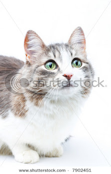 Med. Cat Apprentice-Meteorstreak