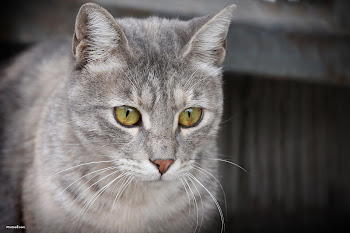 Iceblaze Warrior Cat Iceblaze Warrior Cat