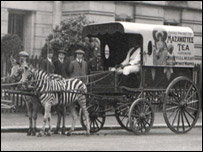 [zebra.jpg]