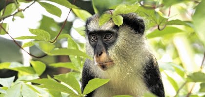 [macaco+campbel.jpg]