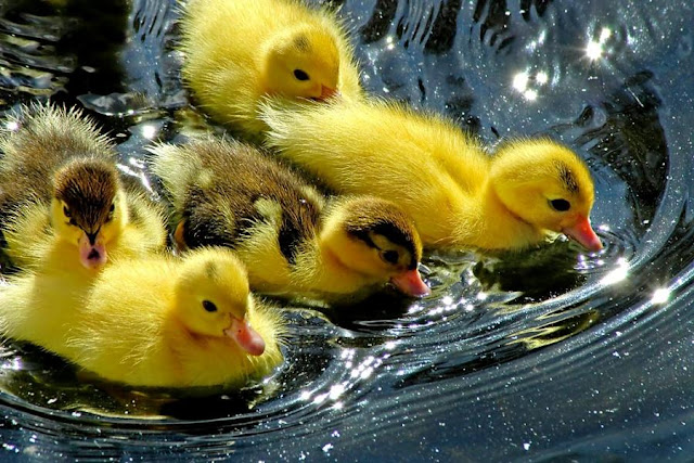 beautiful  ducks wallpaper