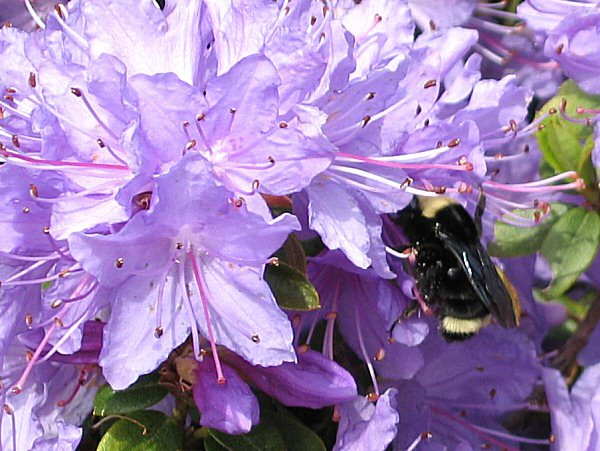 [IMG_8143a.JPG]
