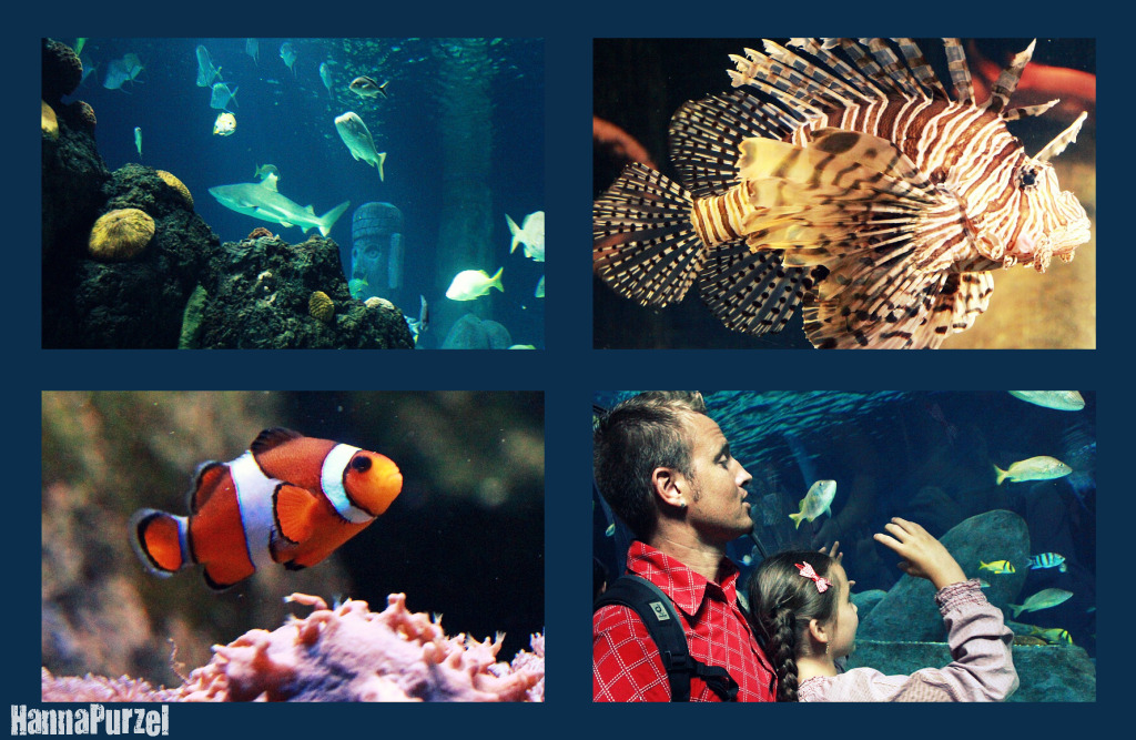 Hannapurzel Sea Life Hannover