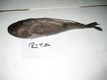RITA