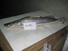 AYRE
