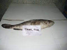 TILOK POA