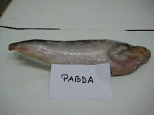Ompok Pabda (PABDA)