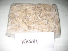 KASKI