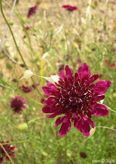 geographically misplaced wildflowers