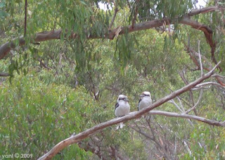 the view from the deck, complete with kookaburras the view from the deck, complete with kookaburras