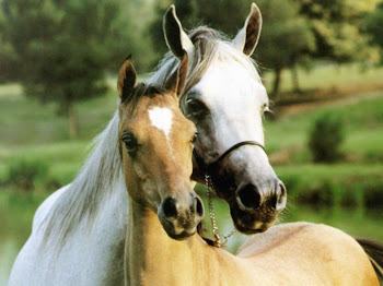 horses iLove