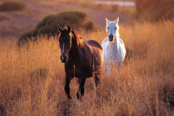 horses! :)