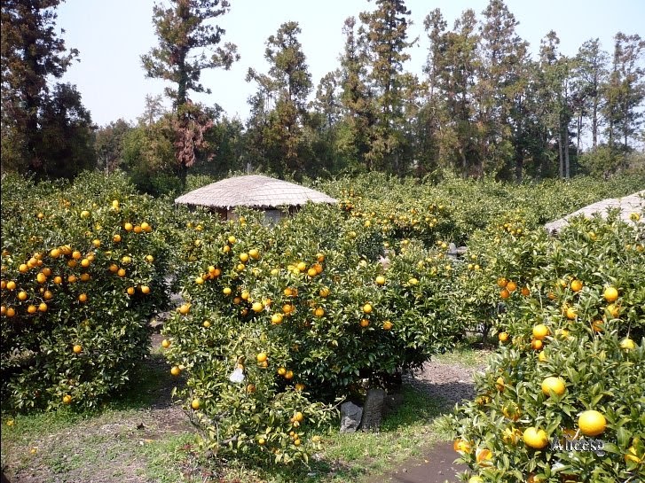 Alice Travelogue South KoreaJeju IslandTangerine Farm