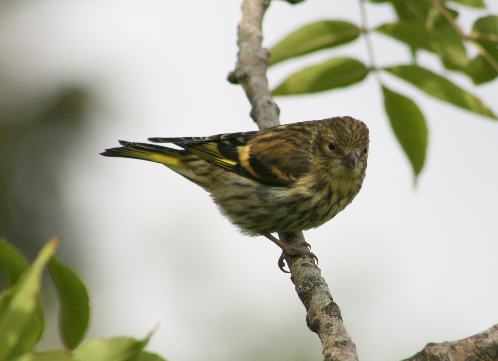 A life at the shoreline. .. by Jeff Copner : Juvenile Siskin