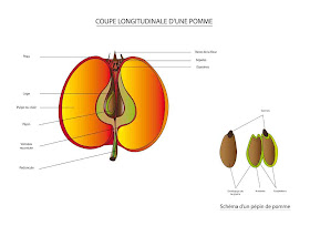 Coupe d une pomme