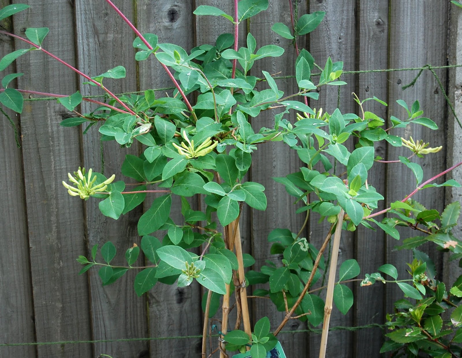 The Urban Gardener Training climbers