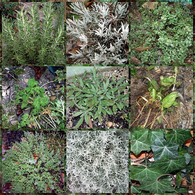 Plantes aromatiques et médicinales Design Plantes aromatiques et médicinales