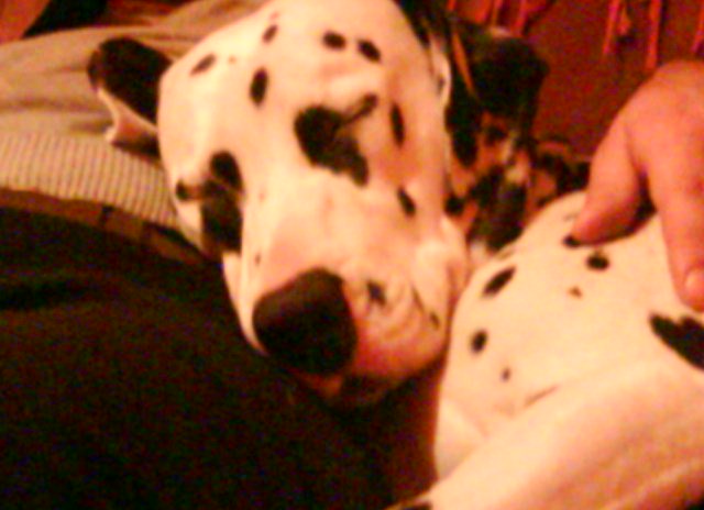 [image-upload-51-799325.jpg]