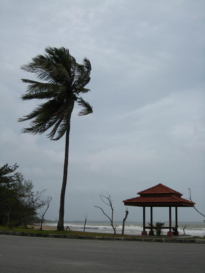 [Blog+7++gale+wind+cococnut+tree.jpg]