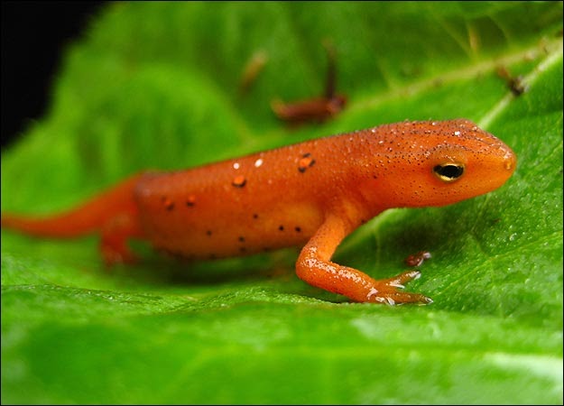 PETS AND ANIMALS: ♥ Steps When Setting Up The Optimum Salamander Habitat