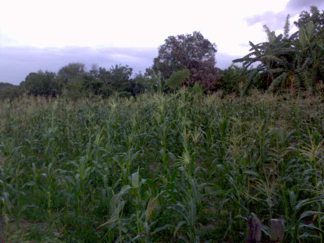 [DSC01318.JPG]