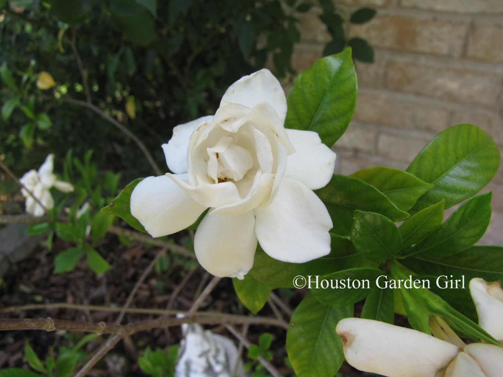 37 Best Plants Images Plants Planting Flowers Outdoor Gardens