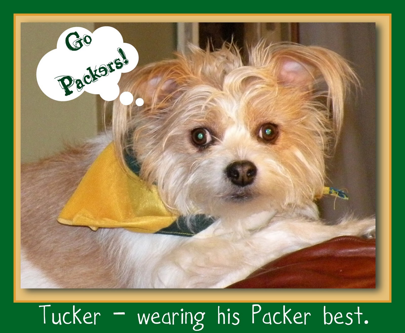 Packer Scarf
