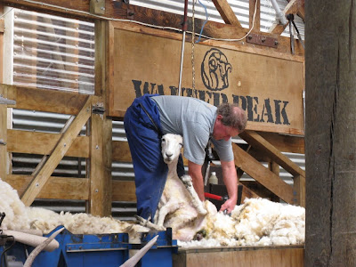 photo of a sheep shearing