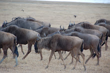 Wildebeest Migration in Kenya