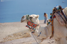 Camel in Bodrum, Turkey