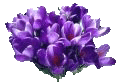 [crocus.gif]