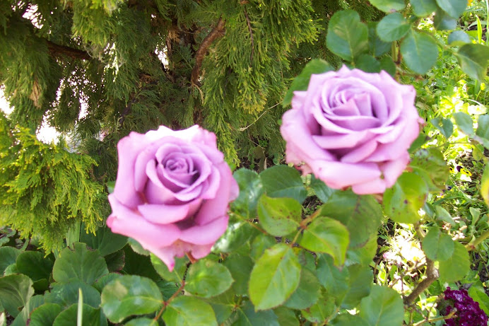 Rosas del Jardin