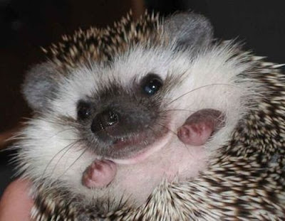 Fotos de animales hermosos, bonitos, bellos Fotos de animales hermosos, bonitos, bellos