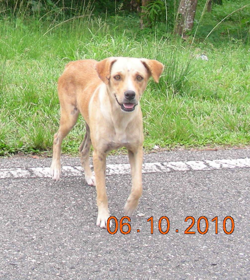 Hello Puerto Rico Visit Puerto Rico See the Beaches and the Dogs