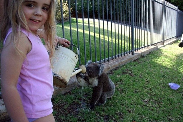 [koalas+5.JPG]