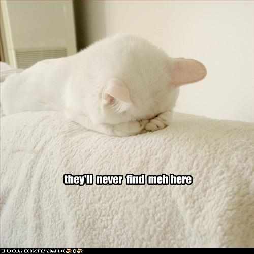 [cute+kitty.jpg]