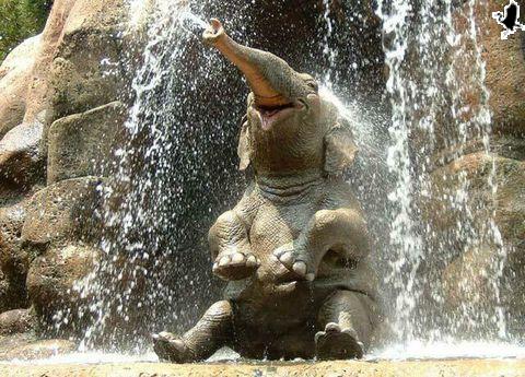[happy_elephant.jpg]