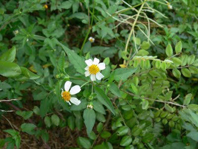 Miami Blue Chapter Launching A South Florida Butterfly Garden By