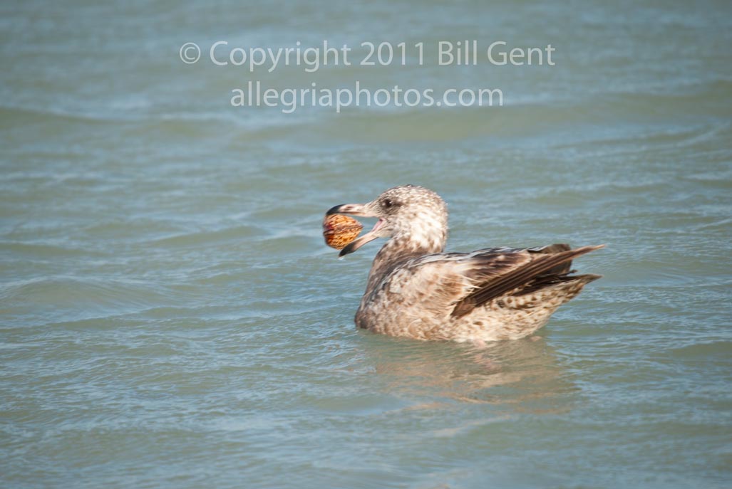nude sunbathing in captiva. Located off the southwest coast of Florida, ... nude sunbathing in captiva. Located off the southwest coast of Florida, ...