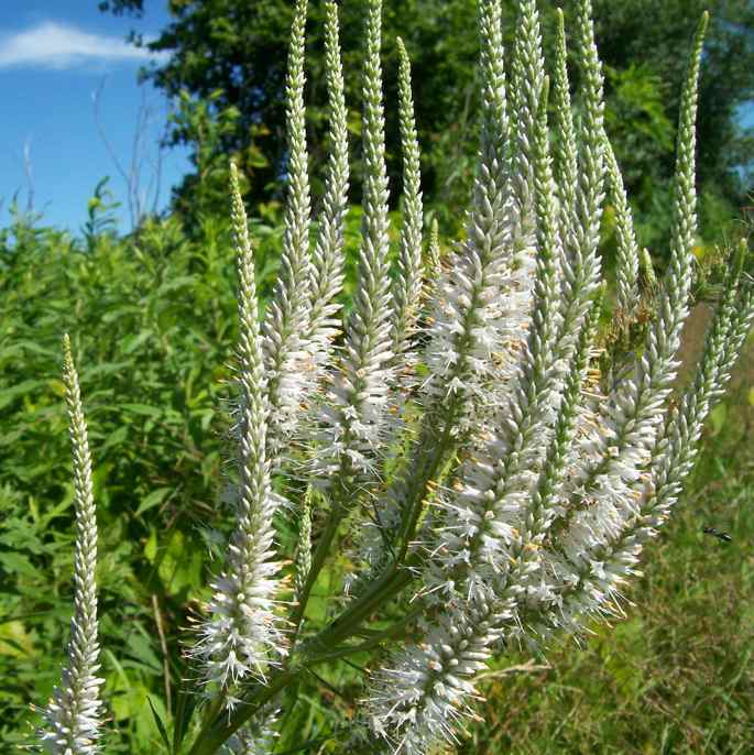 Rensselaer Adventures Culver�s Root Rensselaer Adventures Culver�s Root