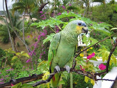 PAPAGAIOS AMAZONAS AMAZONICO