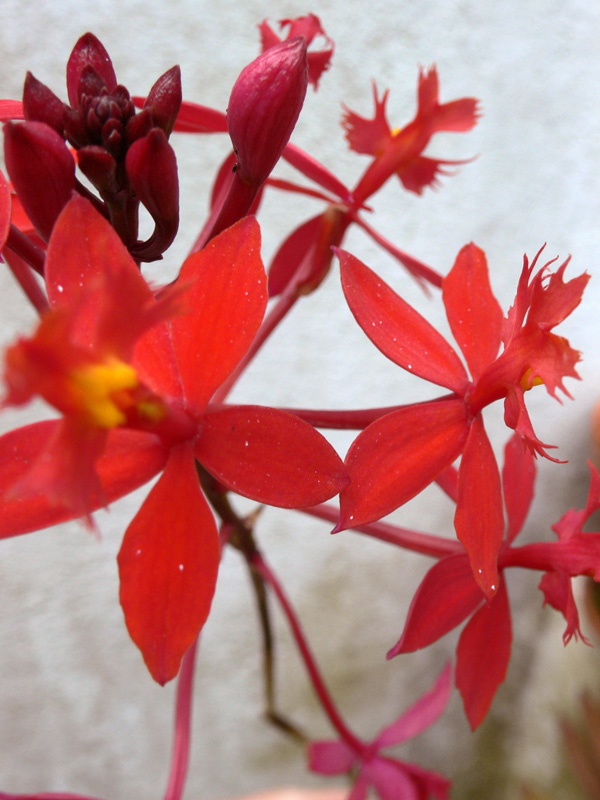 [epidendrum.jpg]