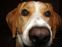 The Dog