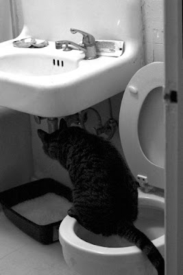 Can Cats Be Trained To Use The Bathroom Outside Can Cats Be Trained To Use The Bathroom Outside